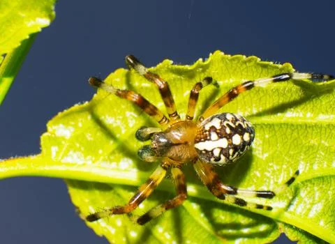 Jumping spider Stock Photos