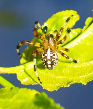 Jumping spider Stock Photos