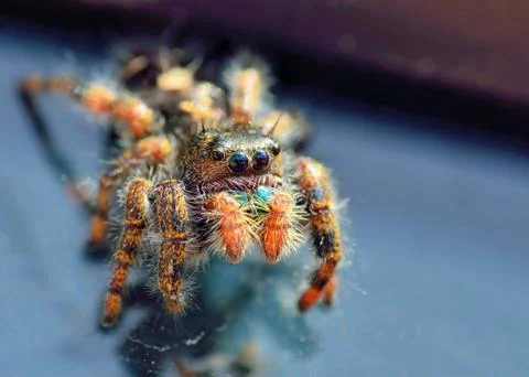 Jumping spider Stock Photos