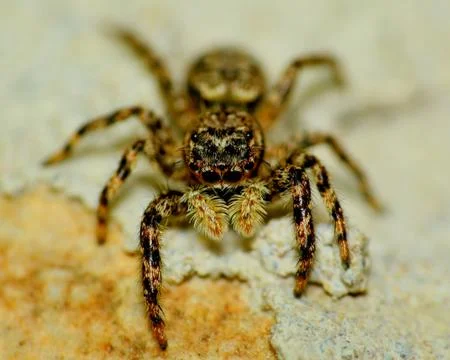 Jumping spider Stock Photos