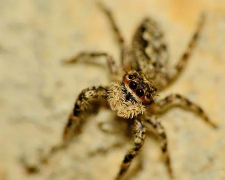 Jumping spider Stock Photos