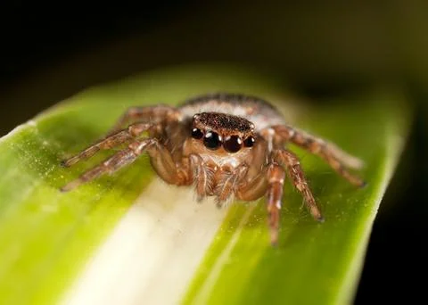 Jumping spider Stock Photos
