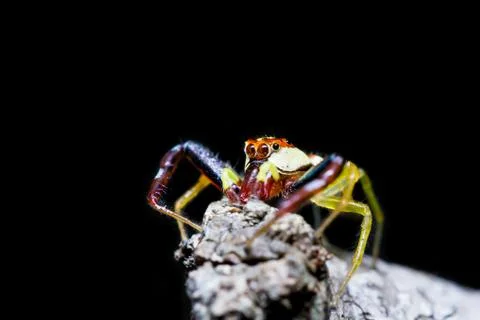 Jumping spider Stock Photos