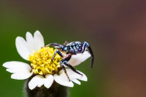 Jumping spider Stock Photos