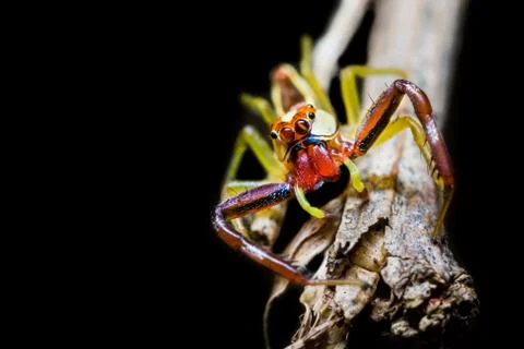 Jumping spider Stock Photos