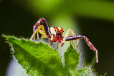 Jumping spider Stock Photos