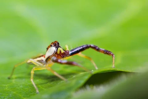 Jumping spider Stock Photos