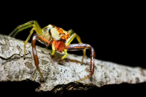 Jumping spider Stock Photos