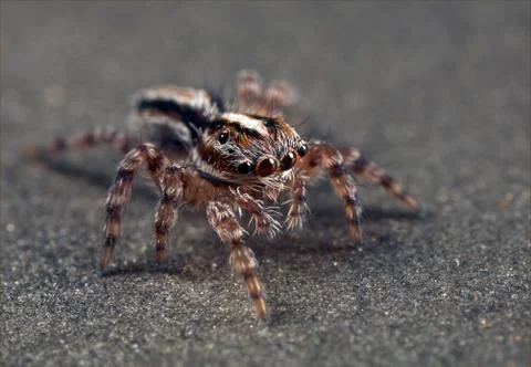 Jumping spider Stock Photos