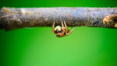 Jumping spider Foto stock