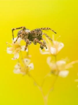 Jumping spider Stock Photos