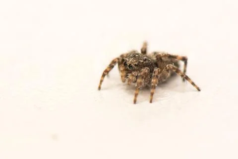 Jumping spider Stock Photos