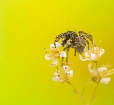 Jumping spider Stock Photos
