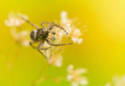 Jumping spider Foto stock