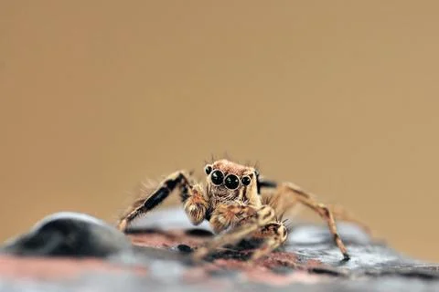 Jumping Spider Stock Photos