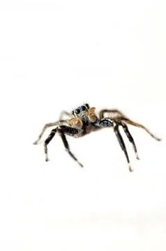 Jumping Spider Stock Photos