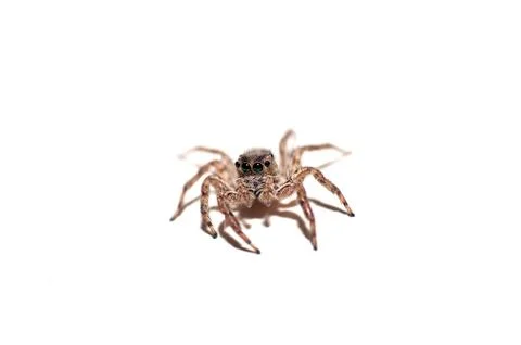Jumping Spider Foto stock
