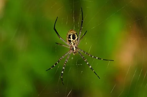 Jumping Spider Stock Photos