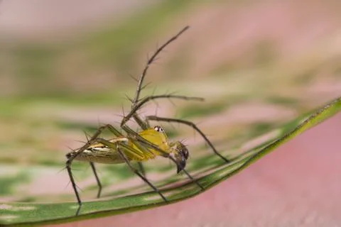 Jumping spider Stock Photos