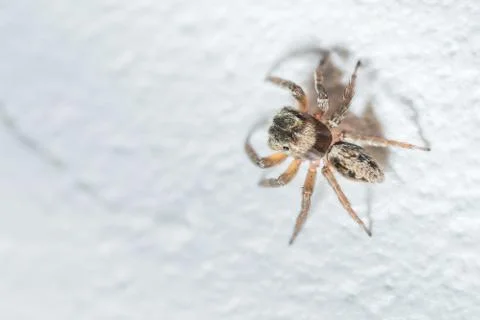 Jumping Spider Stock Photos