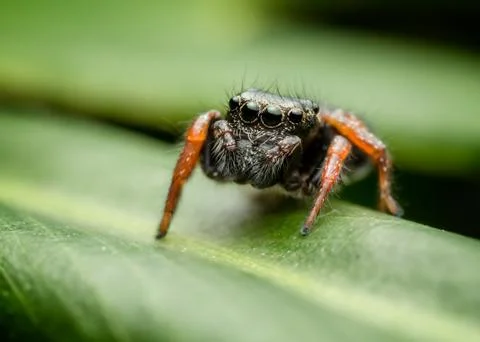 Jumping spider Stock Photos