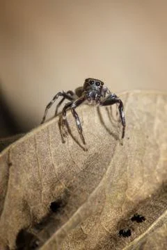 Jumping Spider Stock Photos