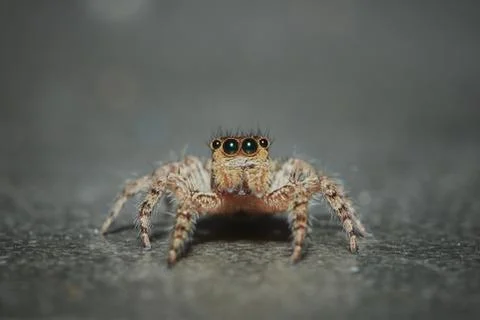 Jumping spider Stock Photos