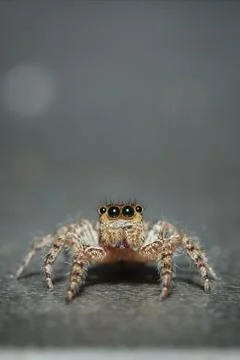 Jumping spider Stock Photos