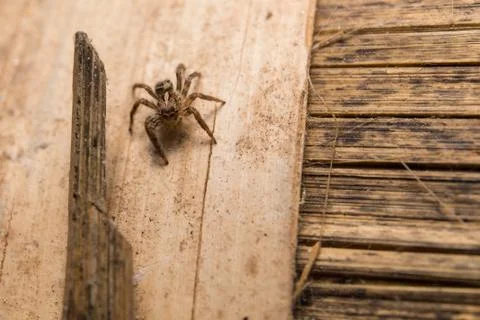 Jumping Spider Stock-Fotos