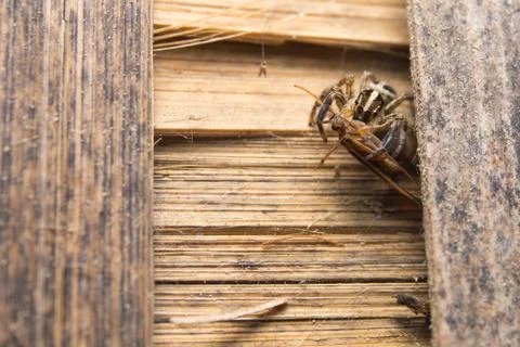 Jumping Spider Stock Photos