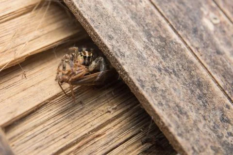 Jumping Spider Stock Photos