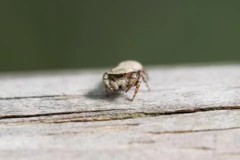 Jumping spider Stock Photos