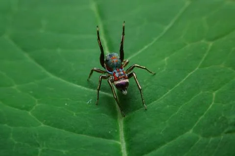 Jumping spider Stock Photos