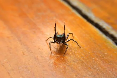 Jumping spider Stock Photos