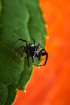 Jumping spider Stock Photos
