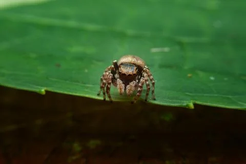 Jumping spider Stock Photos