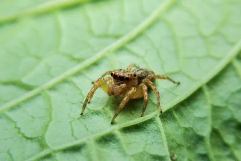 Jumping spider Stock Photos