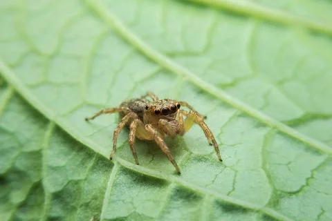 Jumping spider Stock Photos