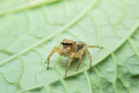 Jumping spider Stock Photos