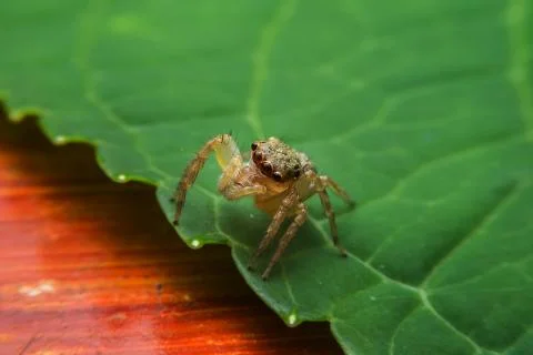 Jumping spider Stock Photos