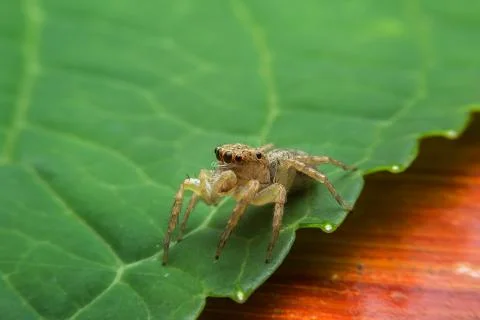 Jumping spider Stock Photos
