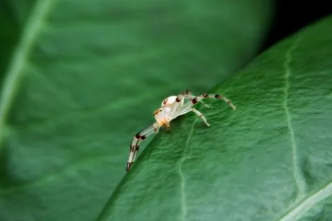 Jumping spider Stock Photos