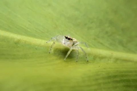Jumping spider Stock Photos