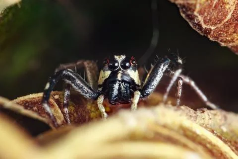 Jumping spider Stock Photos