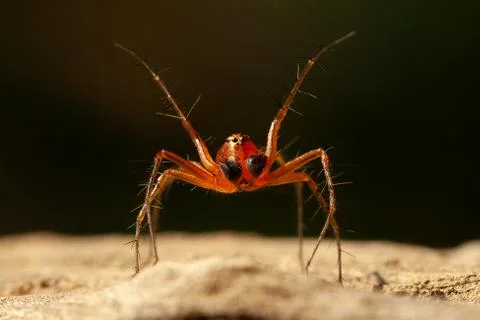 Jumping spider Stock Photos