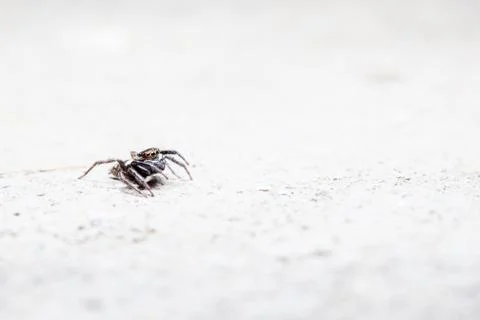 Jumping spider Stock Photos