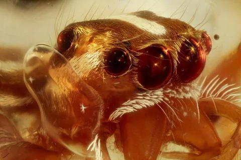 Jumping Spider Stock Photos