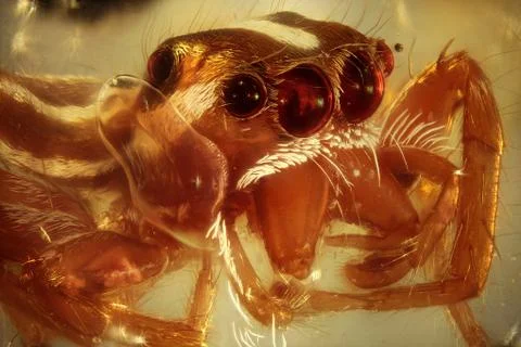 Jumping Spider Stock Photos