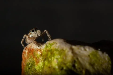 Jumping spider Foto stock