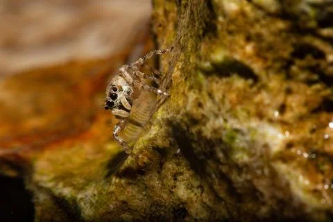 Jumping spider Stock Photos